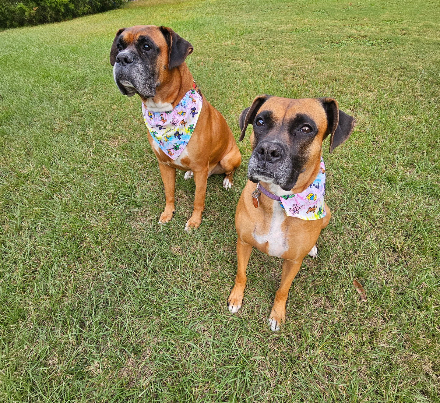 Grateful Dead Dog Bandanna