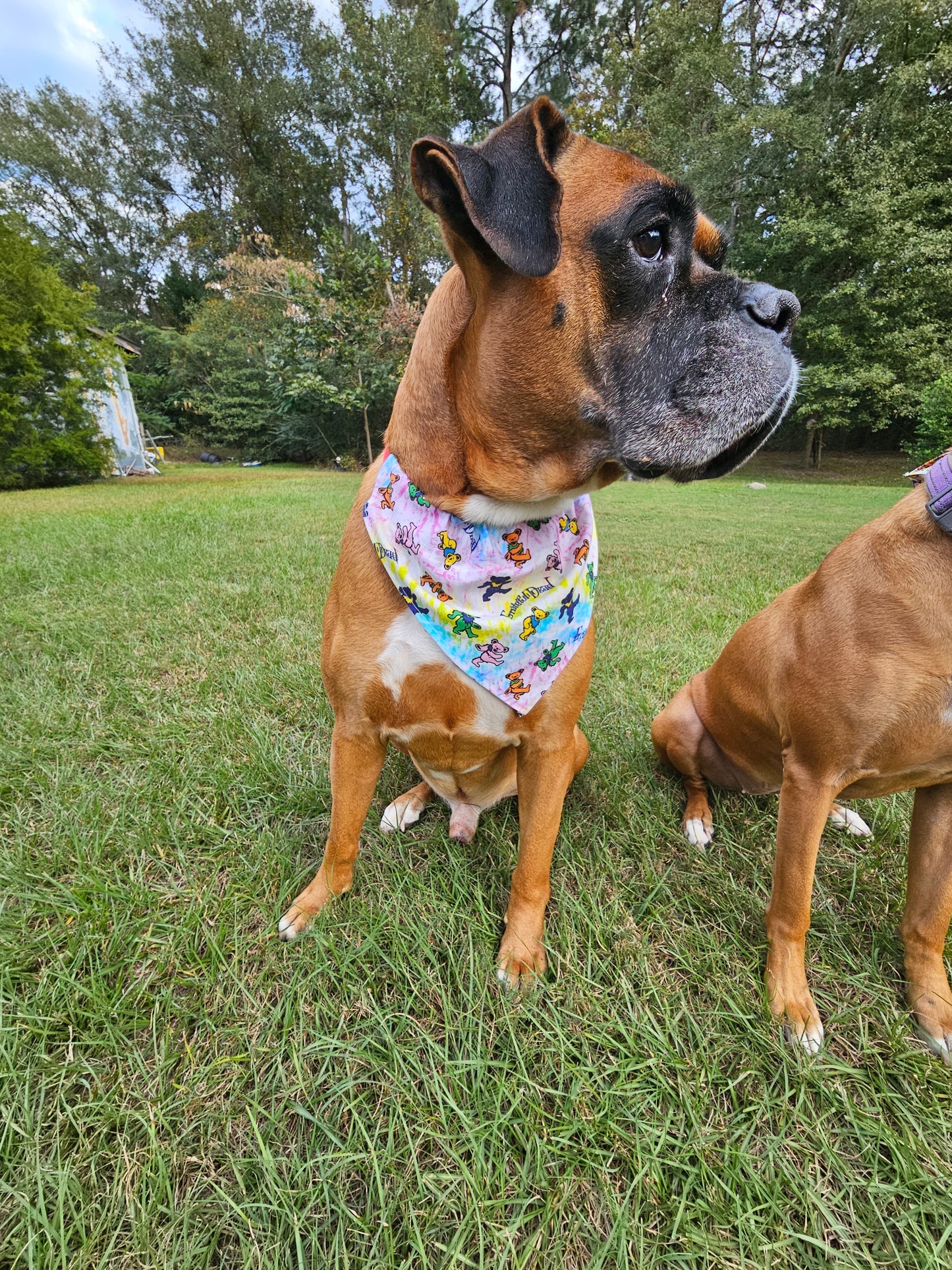 Grateful Dead Dog Bandanna