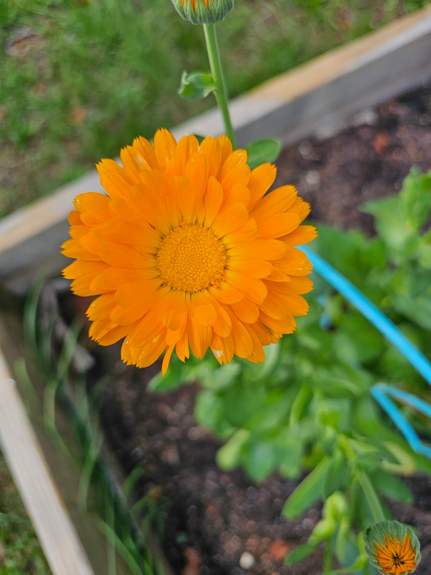 Calendula Herbal Salve