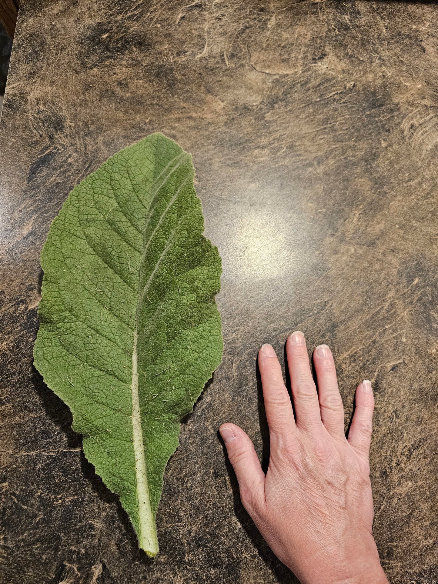 Dried Mullein Leaf