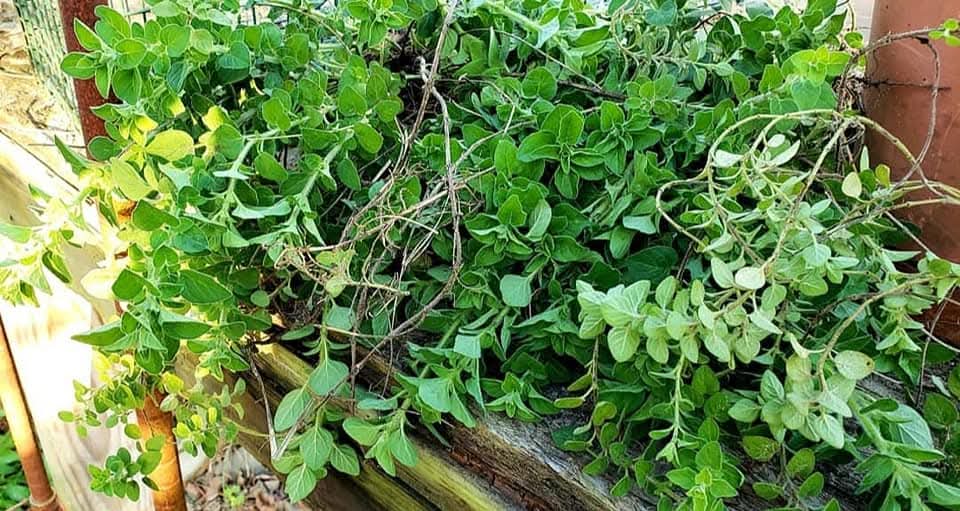 Oregano Herbal Salve