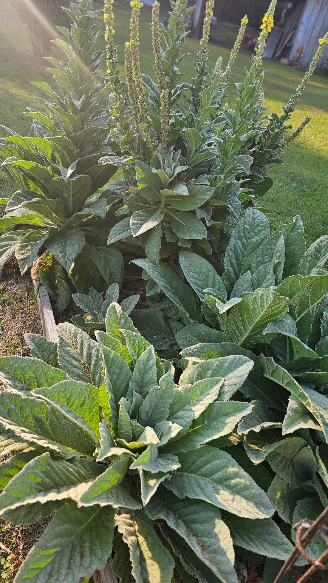 The Healing Power of Mullein Leaf: A Beginner's Guide to This Ancient Herb