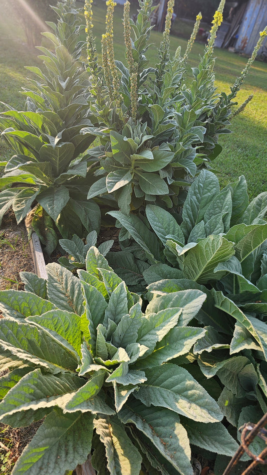 The Healing Power of Mullein Leaf: A Beginner's Guide to This Ancient Herb